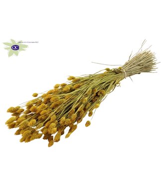 QC Yellow dried canary grass | Phalaris dry flowers | Length 60 centimetres | Per 6 bunches