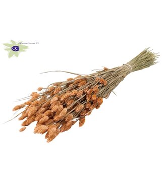 QC Mattes lachsfarbenes getrocknetes Kanariengras | Phalaris Trockenblumen | Länge 60 Zentimeter | Pro 20 Büschel