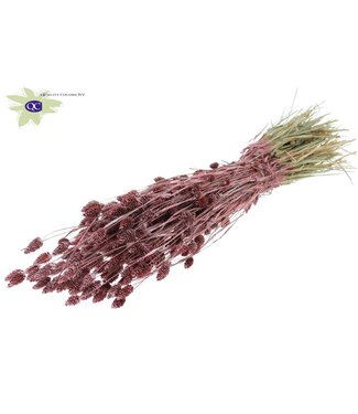 QC Metaalkleurig rood gedroogd Kanariegras | Phalaris droogbloemen | Lengte 60 centimeter | Per 6 bossen