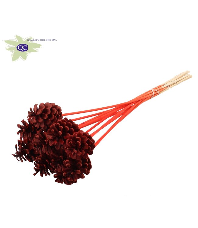 Red pine cones on stick | Diameter 5 - 7 centimetres | Order per 150 pieces