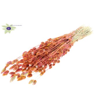 QC Dried Canary Grass mixed cherry-coloured | Phalaris dry flowers | Length 60 centimetres | Per 6 bunches