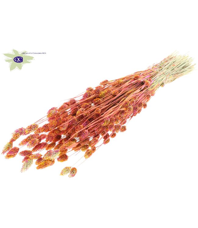 Dried Canary Grass mixed cherry-coloured | Phalaris dry flowers | Length 60 centimetres | Order per 6 bunches