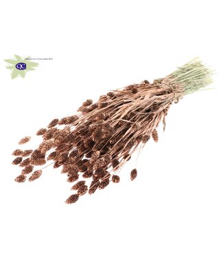 QC Copper-coloured dried Canary Grass with glitter | Phalaris dried flowers | Length 60 cm | Per 6 bunches