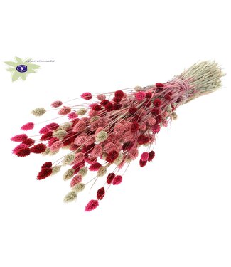 QC Gedroogd Kanariegras gemengde kleuren "Lady Mix" | Phalaris droogbloemen | Lengte 60 centimeter | Per 6 bossen