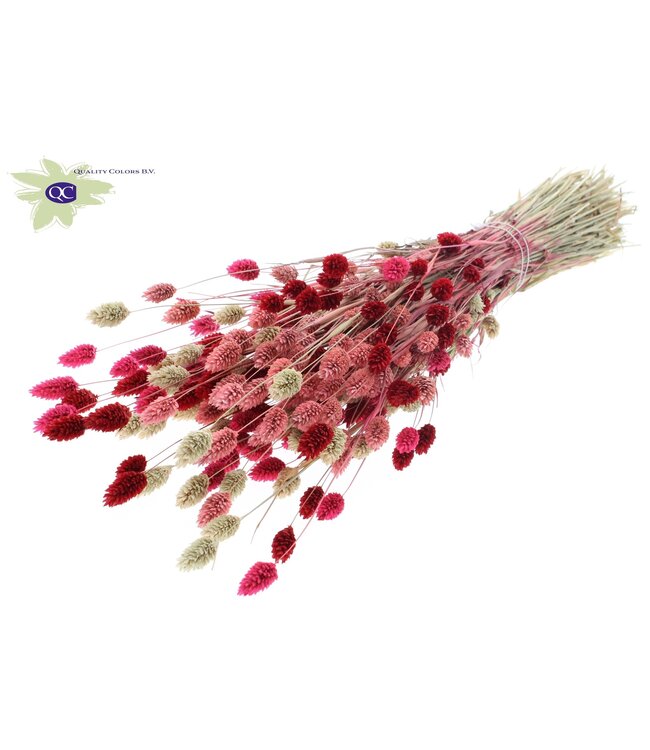 Gedroogd Kanariegras gemengde kleuren "Lady Mix" | Phalaris droogbloemen | Lengte 60 centimeter | Per 6 bossen te bestellen