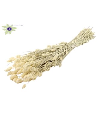 QC Intense white dried Canary Grass | Phalaris dry flowers | Length 60 centimetres | Per 6 bunches