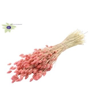 QC Intens roze gedroogd Kanariegras | Phalaris droogbloemen | Lengte 60 centimeter | Per 6 bossen