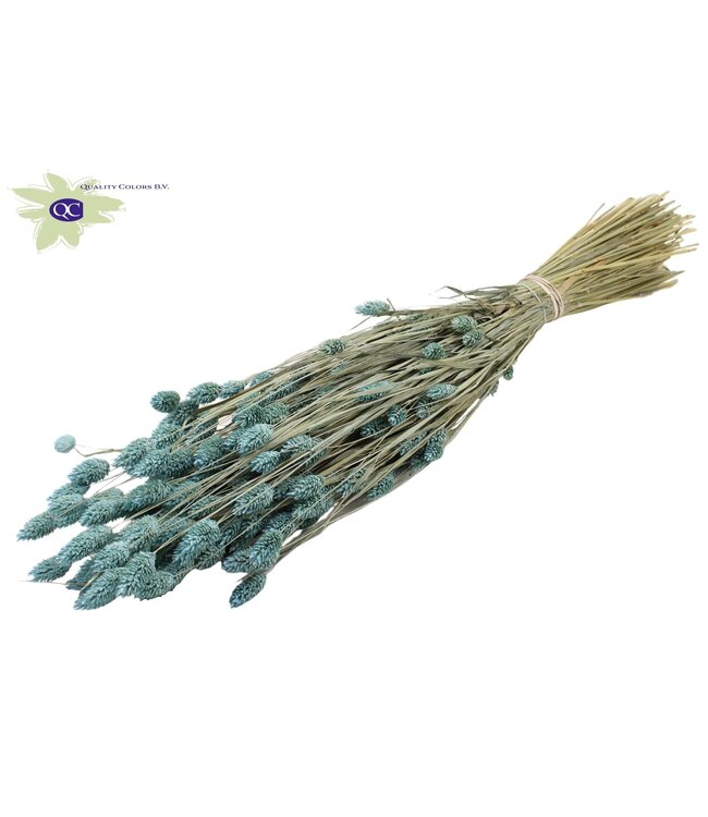 Mat light blue dried Canary Grass | Phalaris dry flowers | Length 60 centimetres | Order per 20 bunches