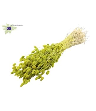 QC Intense mint green dried Canary grass | Phalaris dry flowers | Length 60 centimetres | Per 6 bunches