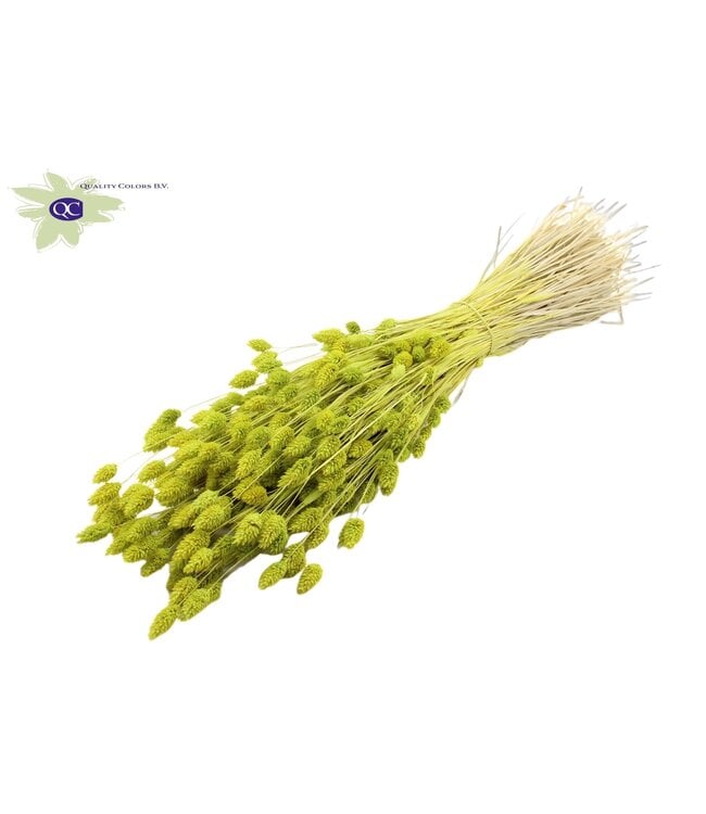 Intense mint green dried Canary grass | Phalaris dry flowers | Length 60 centimetres | Order per 6 bunches