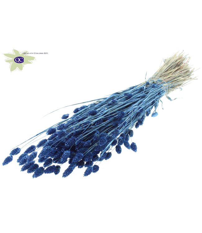 Pearl blue dried Canary Grass | Phalaris dry flowers | Length 60 centimetres | Order per 6 bunches