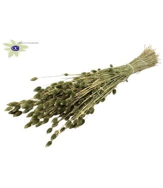 QC Antique green dried Canary Grass | Phalaris dried flowers | Length 60 centimetres | Per 6 bunches