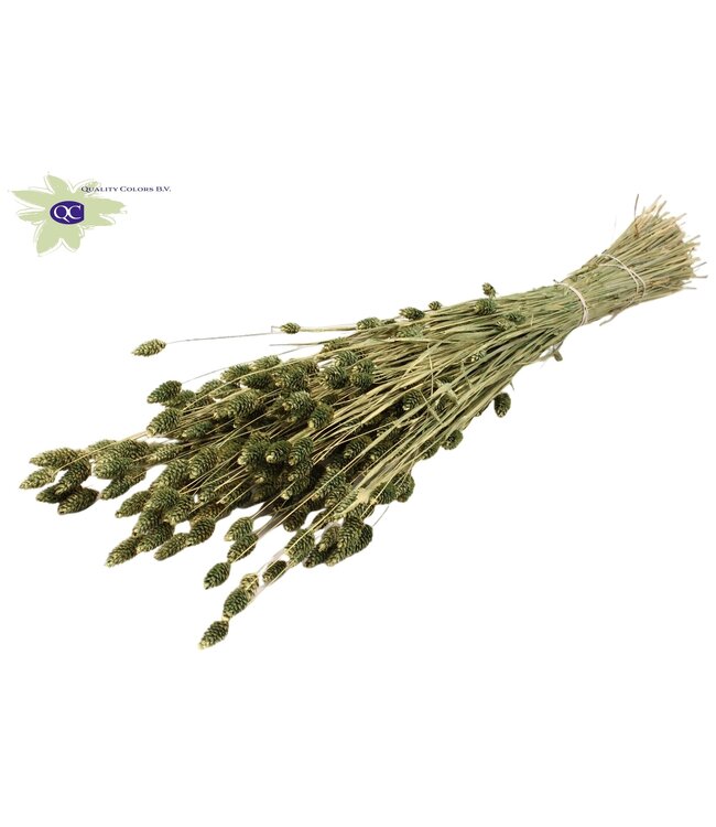 Antique green dried canary grass | Phalaris dried flowers | Length 60 centimetres | Order per 6 bunches