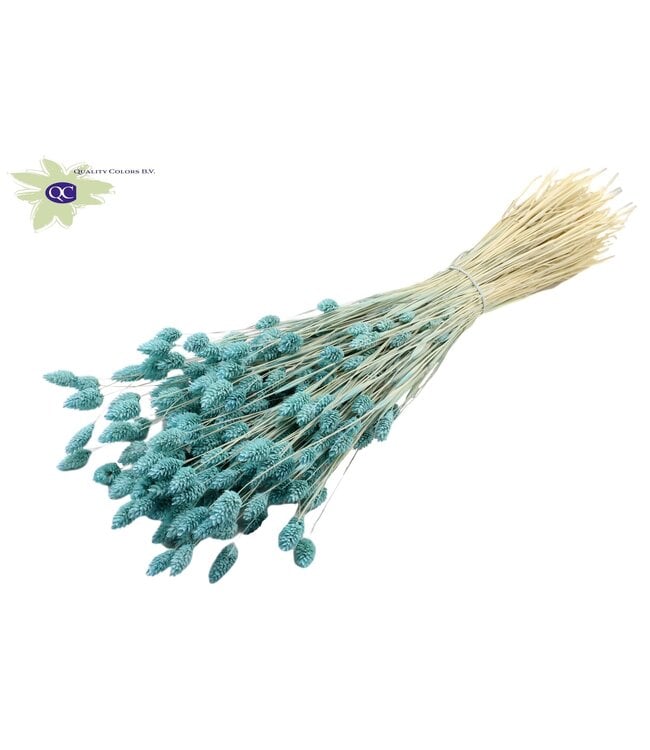 Intense light blue dried Canary Grass | Phalaris dry flowers | Length 60 centimetres | Order per 6 bunches