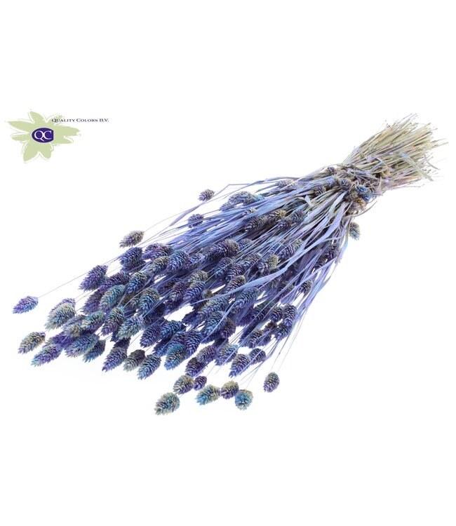 Dried Canary Grass mixed colours light blue | Phalaris dried flowers | Length 60 centimetres | Order per 6 bunches