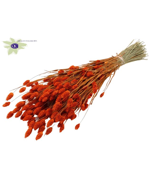 Orange dried canary grass | Phalaris dry flowers | Length 60 centimetres | Order per 6 bunches