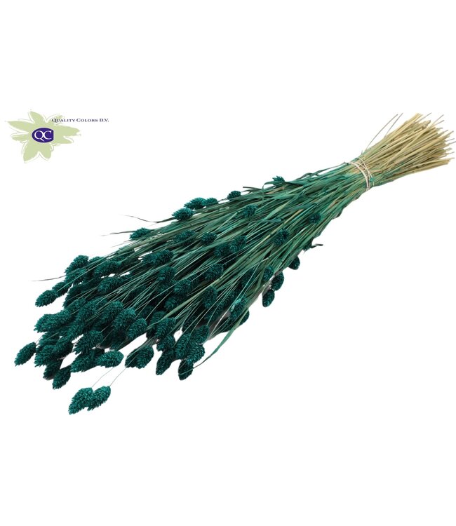 Turquoise dried canary grass | Phalaris dried flowers | Length 60 centimetres | Order per 20 bunches