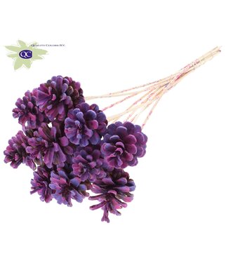 QC Mixed milka coloured pine cones side plugs on stick | Diameter 5 - 7 centimetres | Per 50 pieces