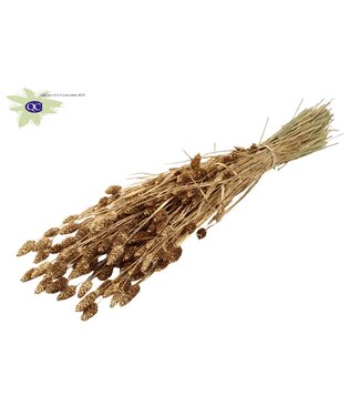 QC Antique golden dried Canary Grass | Phalaris dry flowers | Length 60 centimetres | Per 20 bunches