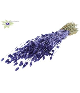 QC Metallic purple dried Canary grass | Phalaris dry flowers | Length 60 centimetres | Per 6 bunches