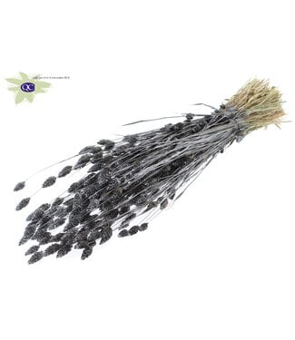 QC Metallic graphite dried canary grass | Phalaris dry flowers | Length 60 centimetres | Per 6 bunches