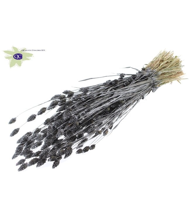 Metallic graphite dried Canary grass | Phalaris dry flowers | Length 60 centimetres | Order per 6 bunches