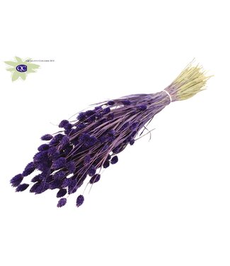 QC Purple dried canary grass | Phalaris dry flowers | Length 60 centimetres | Per 6 bunches