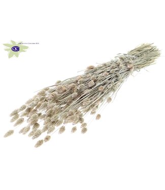 QC Pearly white dried Canary Grass | Phalaris dry flowers | Length 60 centimetres | Per 6 bunches