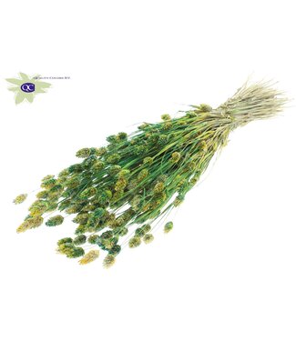 QC Gedroogd Kanariegras gemengde kleuren groen | Phalaris droogbloemen | Lengte 60 centimeter | Per 6 bossen