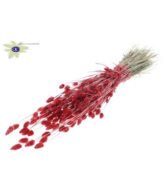 QC Pearl coral-coloured dried Canary grass | Phalaris dry flowers | Length 60 centimetres | Per 6 bunches