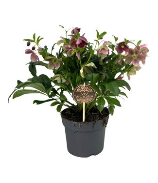 ME Helleborus Viv Victoria 17 CM | Per 6 stuks