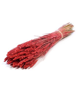 LDD Red dried wheat | Triticum dried flowers | Per 20 pieces