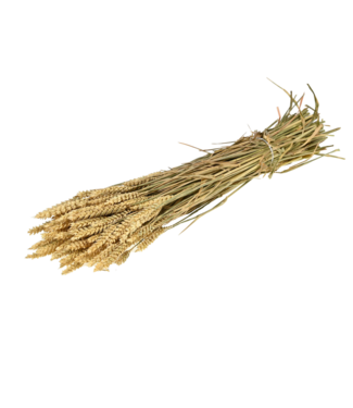 LDD Naturel zongedroogde tarwe | Triticum droogbloemen | Per 20 stuks