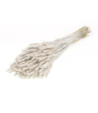 LDD White silver with glitter dried wheat | Triticum dried flowers | Per 20 pieces