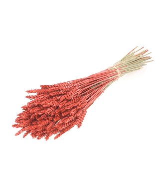 LDD Rood met glitters gedroogde tarwe | Triticum droogbloemen | Per 20 stuks