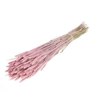 LDD Matt rose dried wheat | Triticum dried flowers | Per 20 pieces