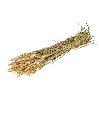 LDD Naturel zongedroogde tarwe | Triticum droogbloemen | Per 4 stuks