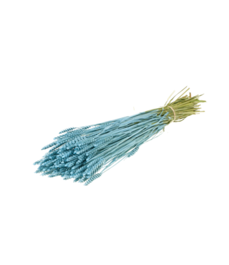 LDD Mat blue dried wheat | Triticum dried flowers | Per 20 pieces