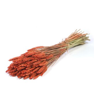 LDD Intens oranje gedroogde tarwe | Triticum droogbloemen | Per 20 stuks