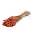 Intense orange dried wheat | Triticum dried flowers | Order per 20 bunches