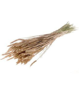 LDD Warm goudkleurig gedroogde tarwe | Triticum droogbloemen | Per 20 stuks