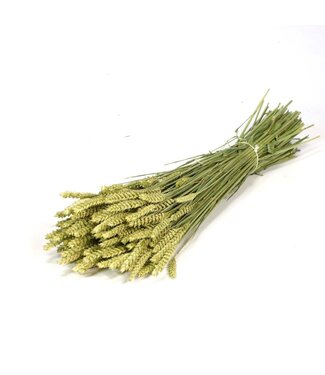 LDD Naturel groen gedroogde tarwe | Triticum droogbloemen | Per 20 stuks