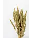 Green dried Amaranthus Cruentus | Cattail dried flowers | Length 65 centimetres | Order per bunch