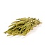 Green dried Amaranthus Cruentus | Cattail dried flowers | Length 65 centimetres | Order per bunch