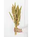 Green dried Amaranthus Cruentus | Cattail dried flowers | Length 65 centimetres | Order per bunch