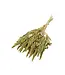 Green dried Amaranthus Cruentus | Cattail dried flowers | Length 65 centimetres | Order per bunch