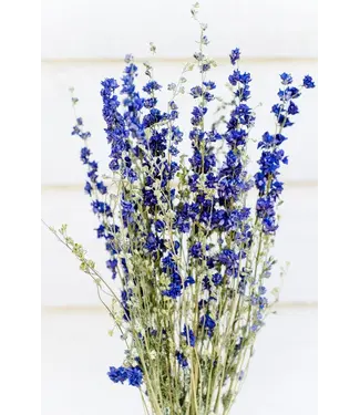 Dutch Dried Blauer getrockneter Rittersporn | Delphinium getrocknete Blumen | Länge 70 Zentimeter | Pro Strauß