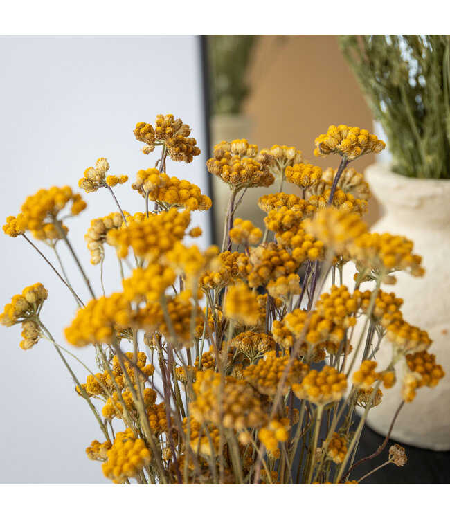 Dried yellow Lonas Aanua dried flowers | Length 55 - 60 centimetres | Ordered by piece