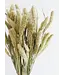 Dutch Dried Dried green naturel Setaria | naturel Conifer dried flowers | Length 65 centimetres | Per bunch