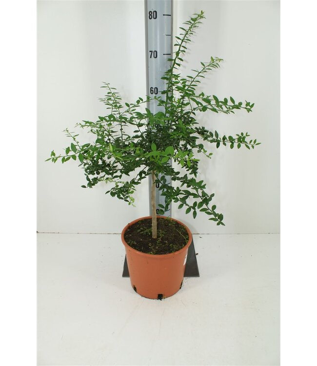 Citrus Australasica Outdoor | Pot size 22 | Each